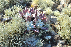 Dudleya greenei