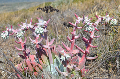 Dudleya greenei
