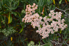 Eriogonum arborescens