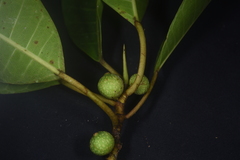Ficus tonduzii