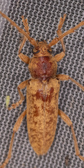 Enaphalodes rufulus