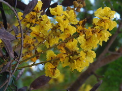 Peltophorum pterocarpum