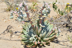 Dudleya greenei