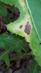 Pseudomonas