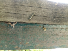 Lepidoptera