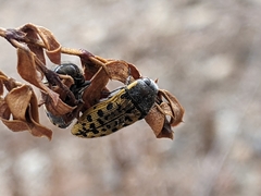 Acmaeodera princeps
