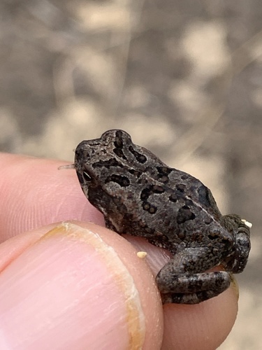 Cane Toad photographed in Hawaii