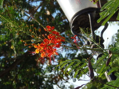 Caesalpinia pulcherrima