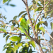 Sula Lorikeet - Photo (c) Peter Wilton, some rights reserved (CC BY-NC), uploaded by Peter Wilton
