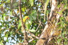 Saudareos flavoviridis