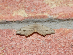 Macaria aequiferaria