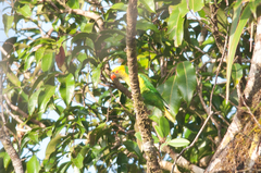 Saudareos flavoviridis