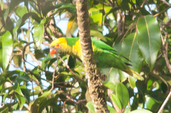 Saudareos flavoviridis