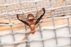 Diacrita
