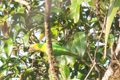 Saudareos flavoviridis