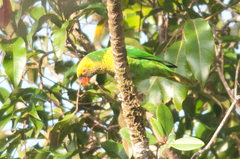 Saudareos flavoviridis