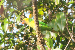 Saudareos flavoviridis