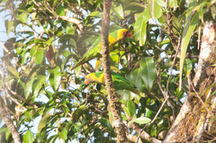 Saudareos flavoviridis