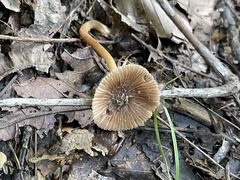Inocybe nodulosa