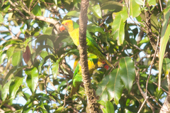 Saudareos flavoviridis