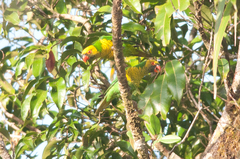 Saudareos flavoviridis