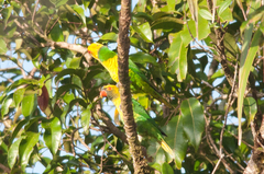 Saudareos flavoviridis