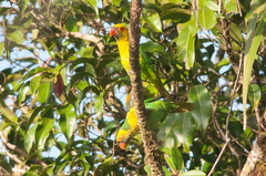 Saudareos flavoviridis