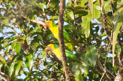 Saudareos flavoviridis