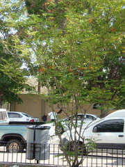 Caesalpinia pulcherrima