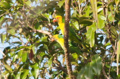 Saudareos flavoviridis