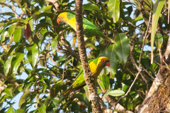 Saudareos flavoviridis