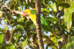 Saudareos flavoviridis