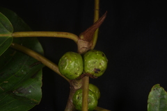 Ficus cuatrecasasiana