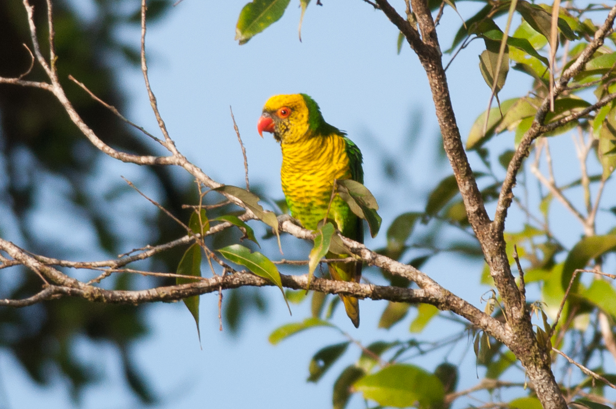 Sula Lorikeet illustration