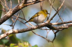 Zosterops japonicus