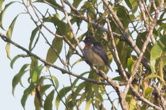 Dicaeum celebicum sulaense