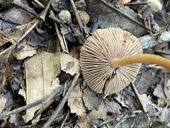 Inocybe nodulosa