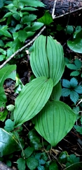Cypripedium parviflorum