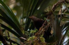Turdus poliocephalus