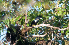 Basilornis galeatus