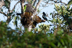 Basilornis galeatus
