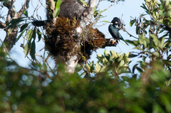 Basilornis galeatus