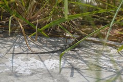 Aspidoscelis guttatus