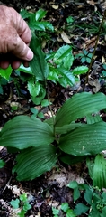 Cypripedium parviflorum