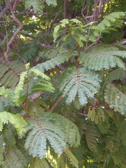 Peltophorum pterocarpum