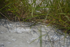 Aspidoscelis guttatus