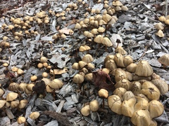 Psathyrella atrospora