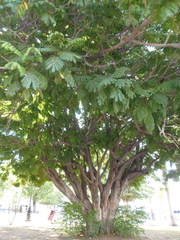 Peltophorum pterocarpum