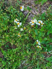 Bidens alba