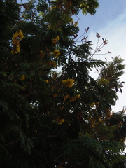 Peltophorum pterocarpum